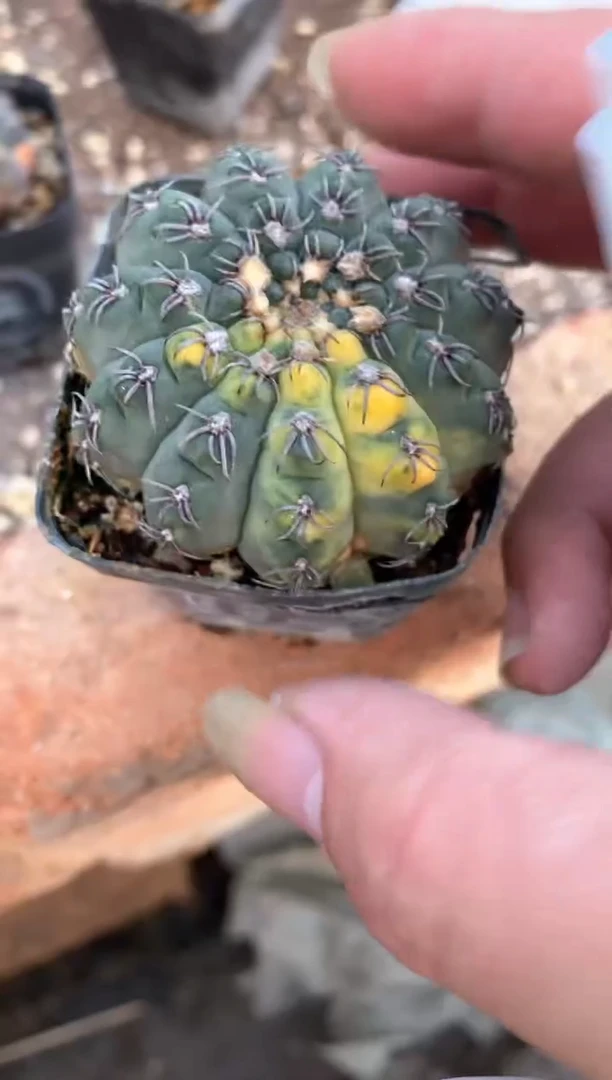 【闪购商品】孤品实生裸鄂锦（裸根发）12号