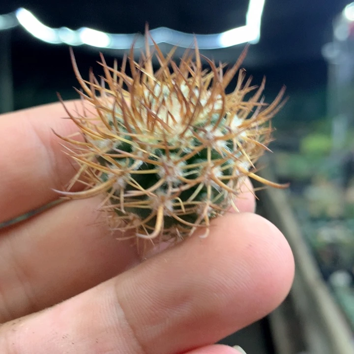 量拍无根逆豹丸侧芽单颗2cm