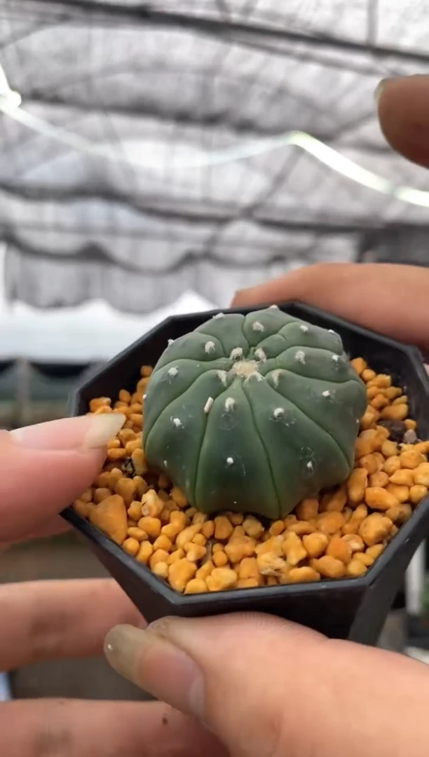 【闪购商品】孤品实生切迹海星兜（多棱）裸根发