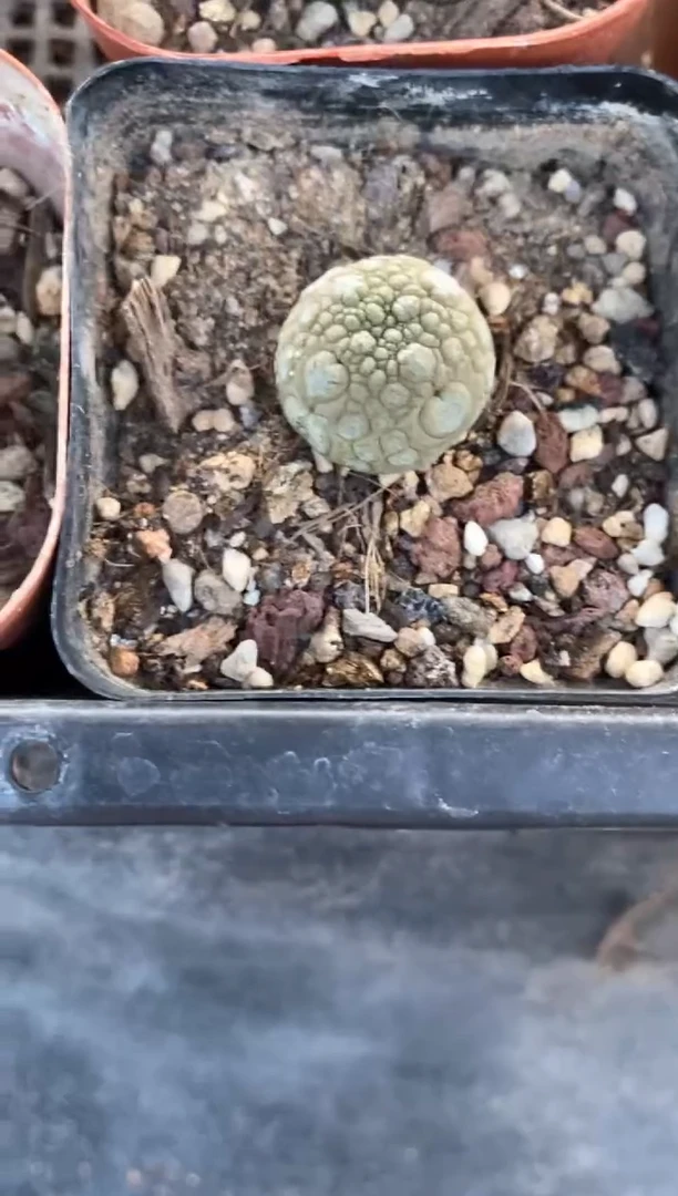 【闪购商品】量拍实生凝蹄玉单颗（2cm裸根随机发）小
