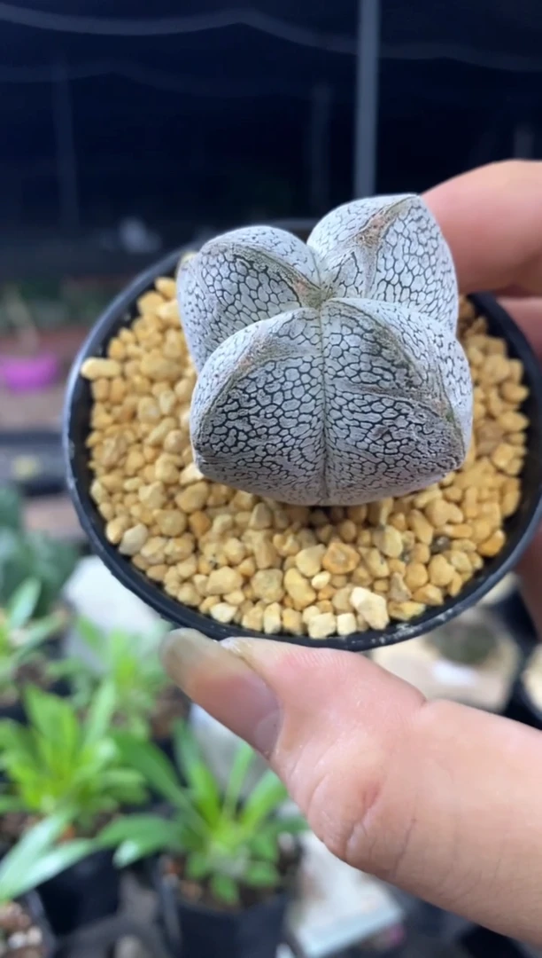 【闪购商品】孤品实生恩冢鸾凤玉（裸根发）3号