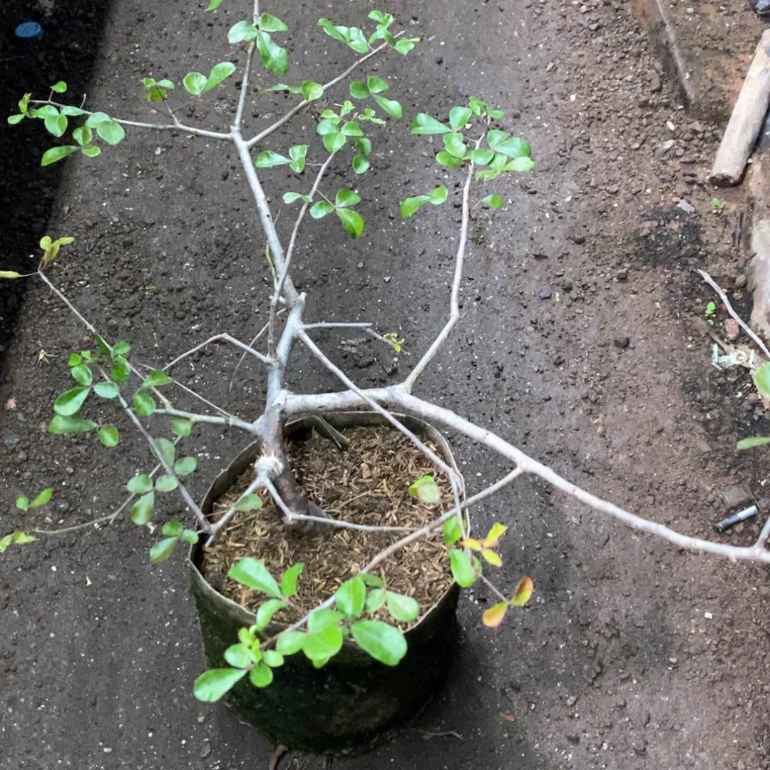 孤品实生红皮奥比克橄榄造型