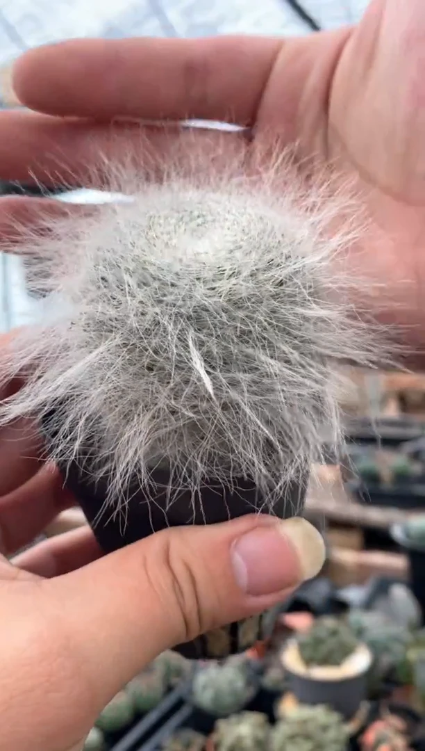 【闪购商品】量拍自根雪猿玉翁（5cm裸根随机发）单颗