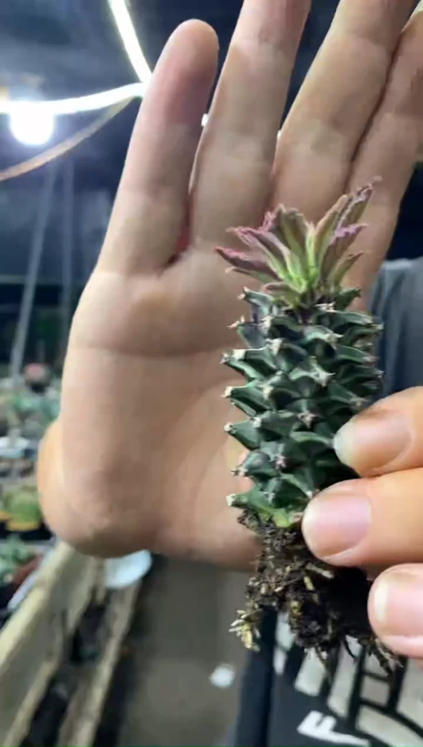 【闪购商品】量拍自根紫文龙（裸根随机发）单颗