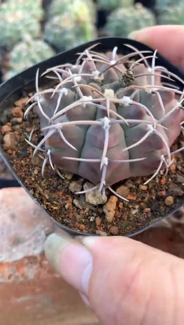 【闪购商品】孤品实生裸鄂仙人球（裸根发）49号