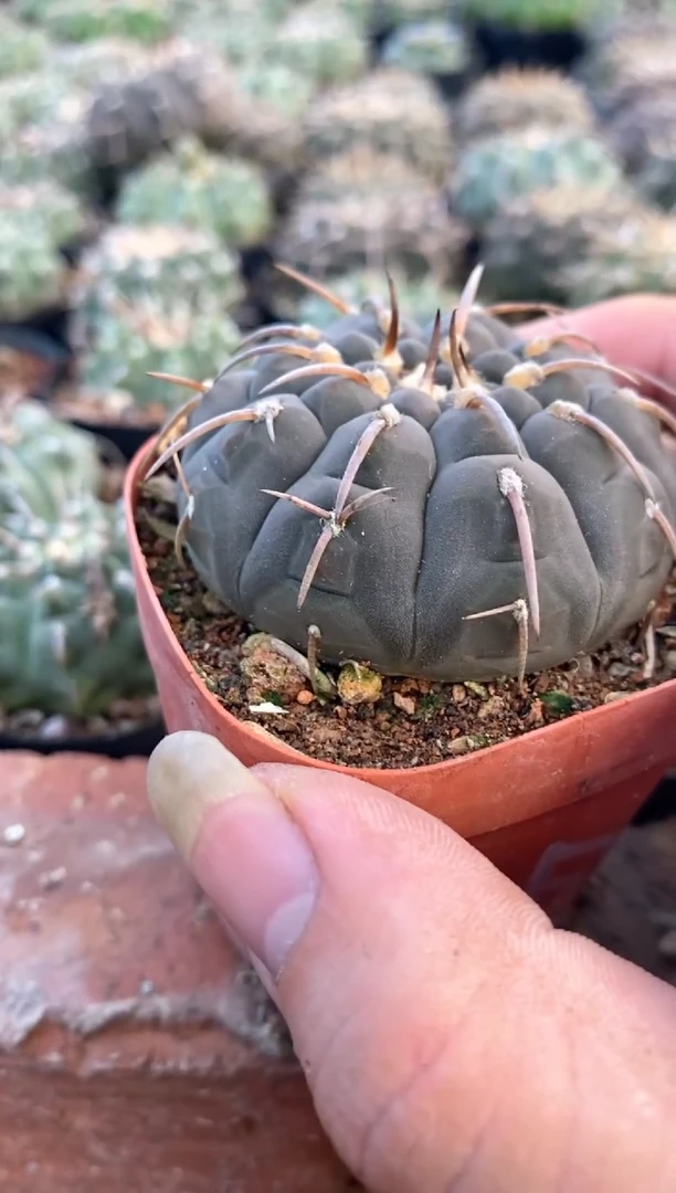 【闪购商品】孤品实生一本刺（裸根发）48号