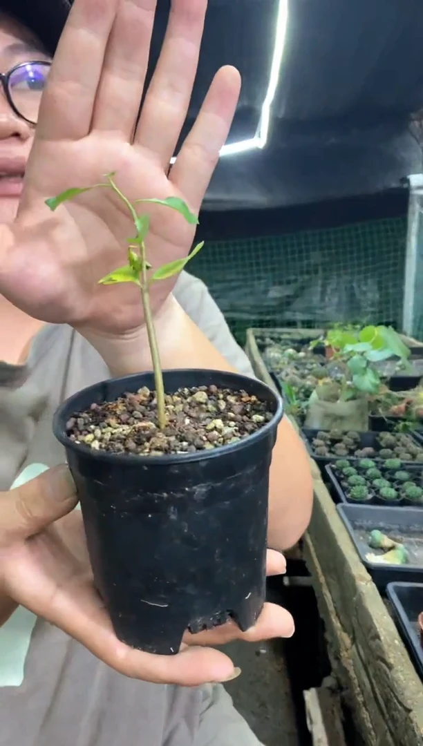 【闪购商品】量拍实生怀特没药橄榄（裸根随机发）单颗