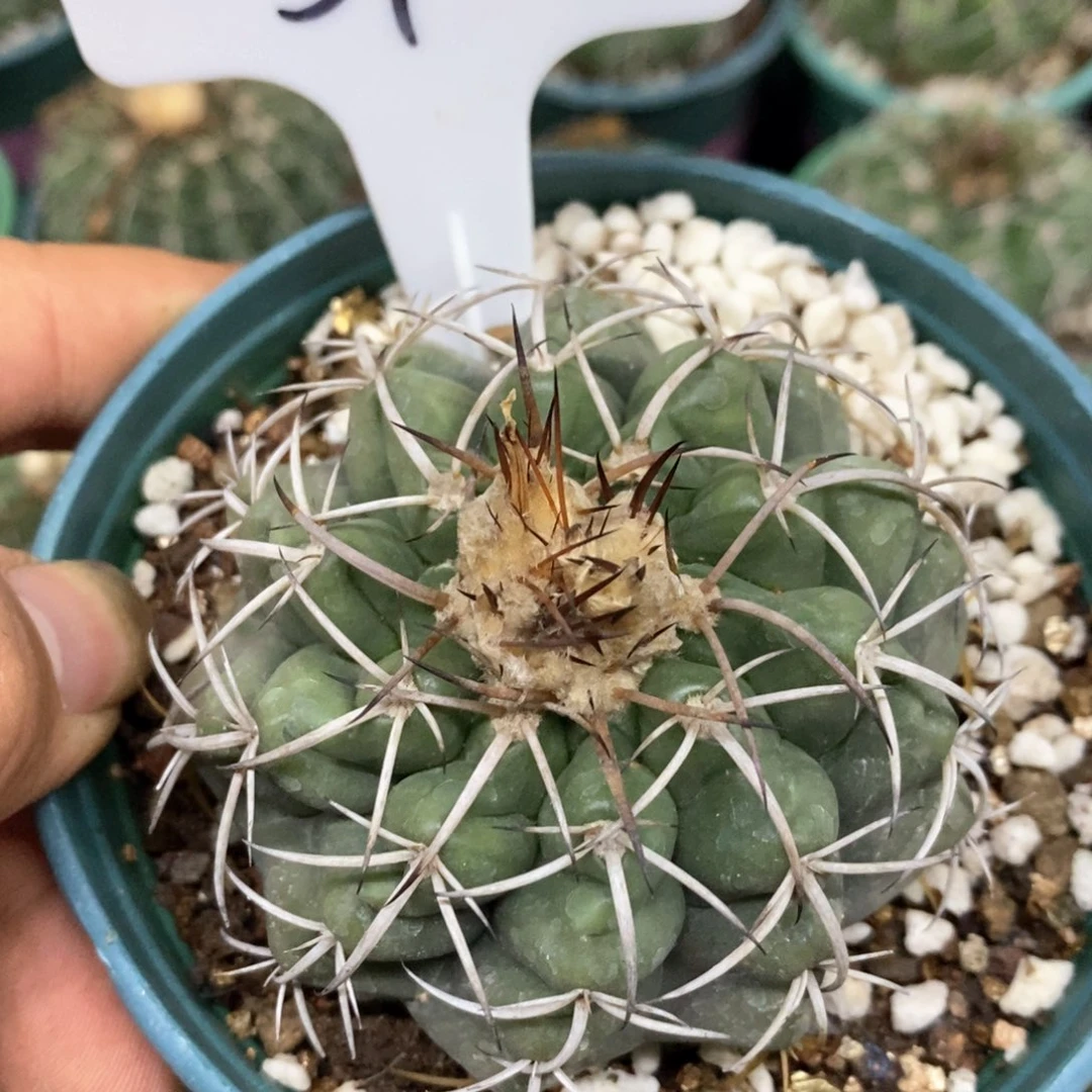 孤品实生圆盘玉54号