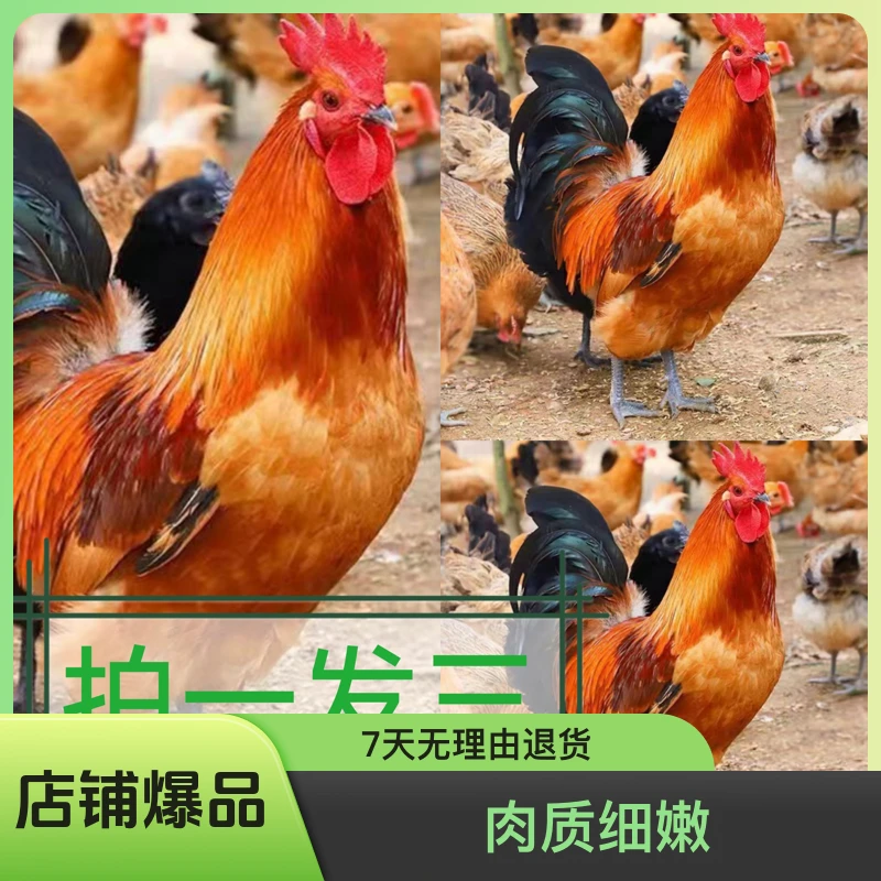 89三只散养大公鸡滋补新鲜现杀净重8斤以上 冷冻肉质山间