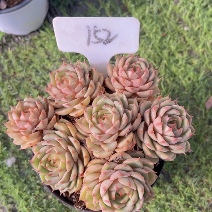 健健康康平平安安