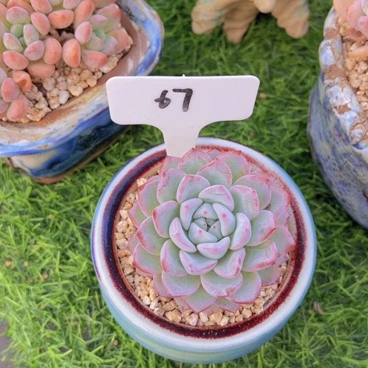 重**次洛可可的多肉植物