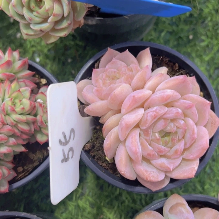 健健康康平平安安