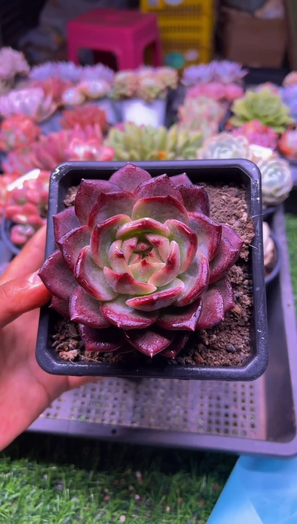 【闪购商品】多肉植物812