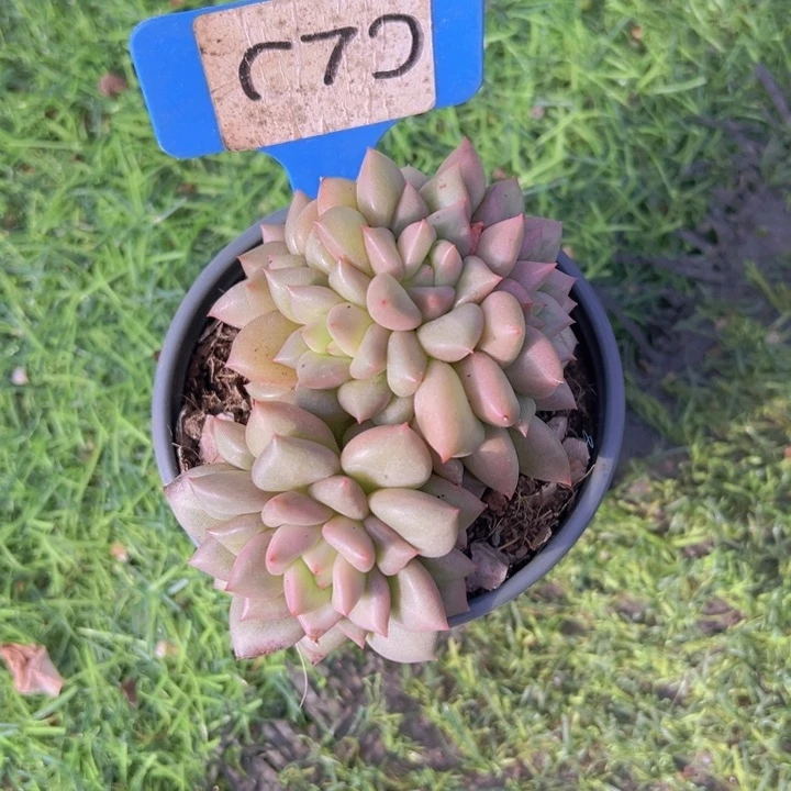 健健康康平平安安