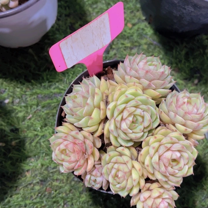 健健康康平平安安