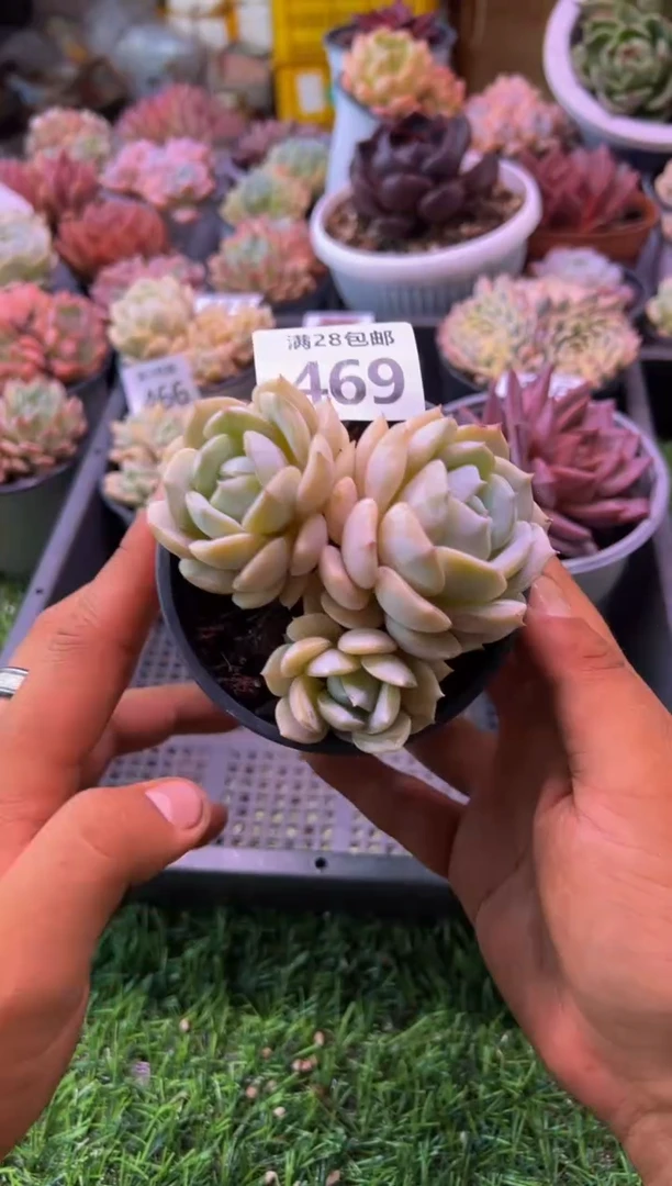 【闪购商品】多肉植物469