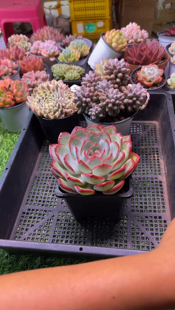 【闪购商品】多肉植物538