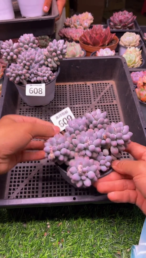 【闪购商品】多肉植物609