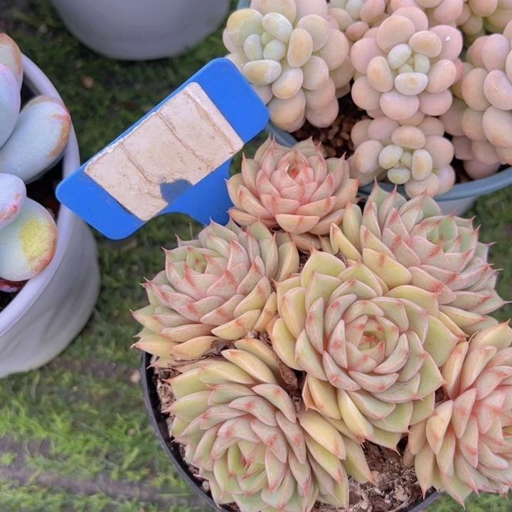 健健康康平平安安