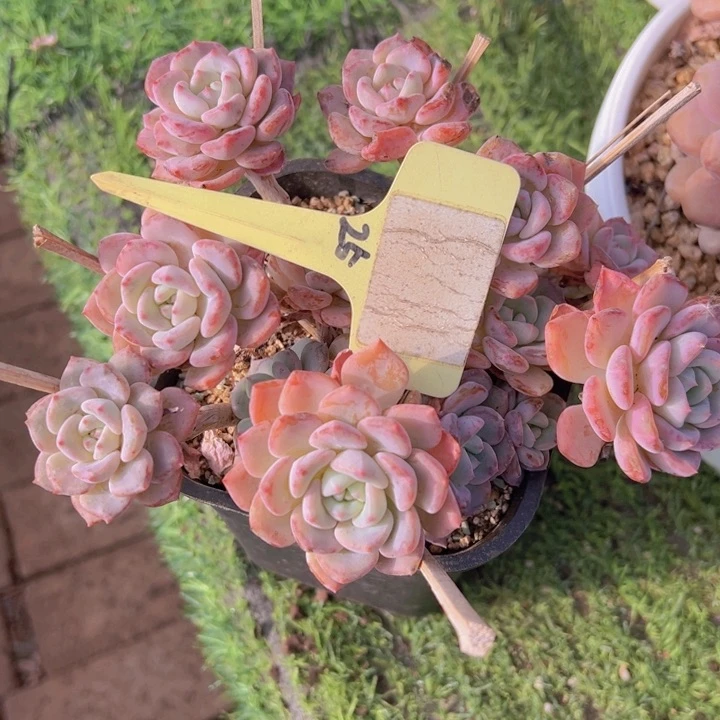 默健健康康平平安安