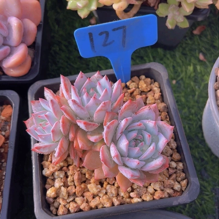 健健康康平平安安