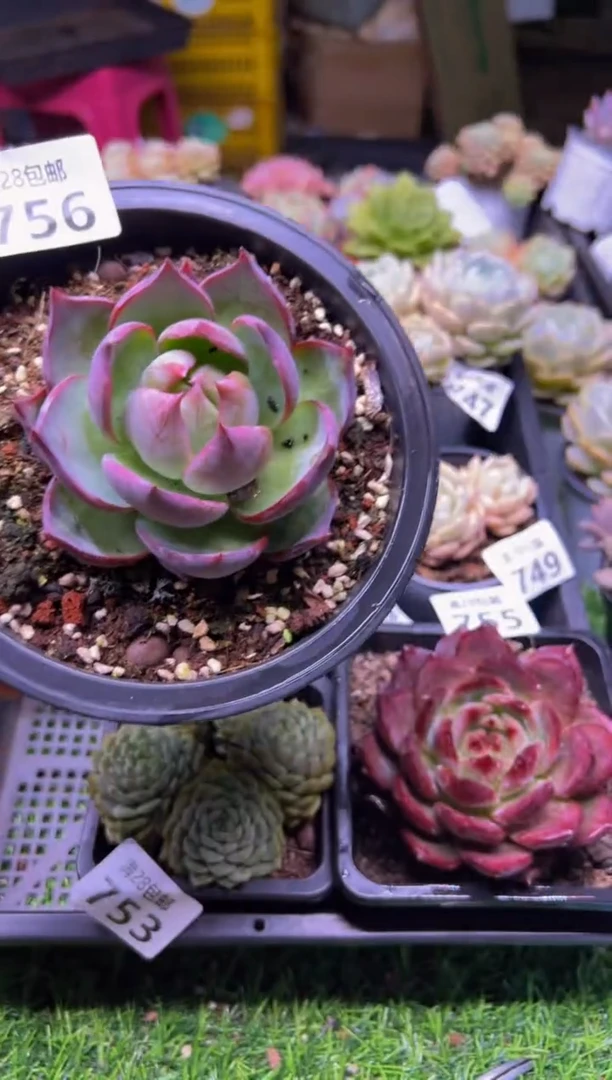 【闪购商品】多肉植物756