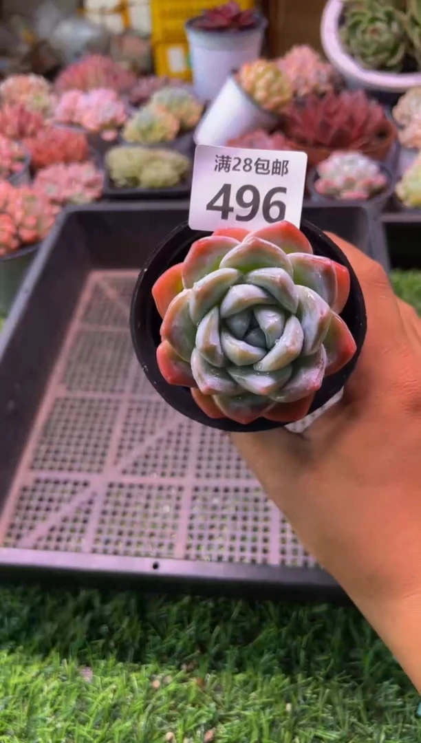 【闪购商品】多肉植物496