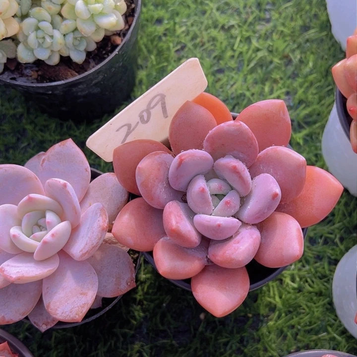 健健康康平平安安