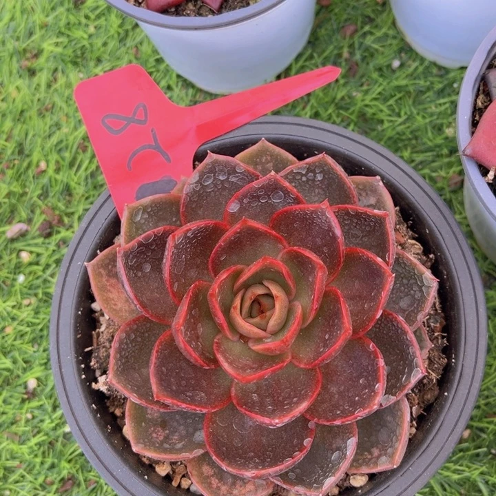 健健康康平平安安