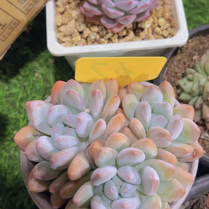 健健康康平平安安