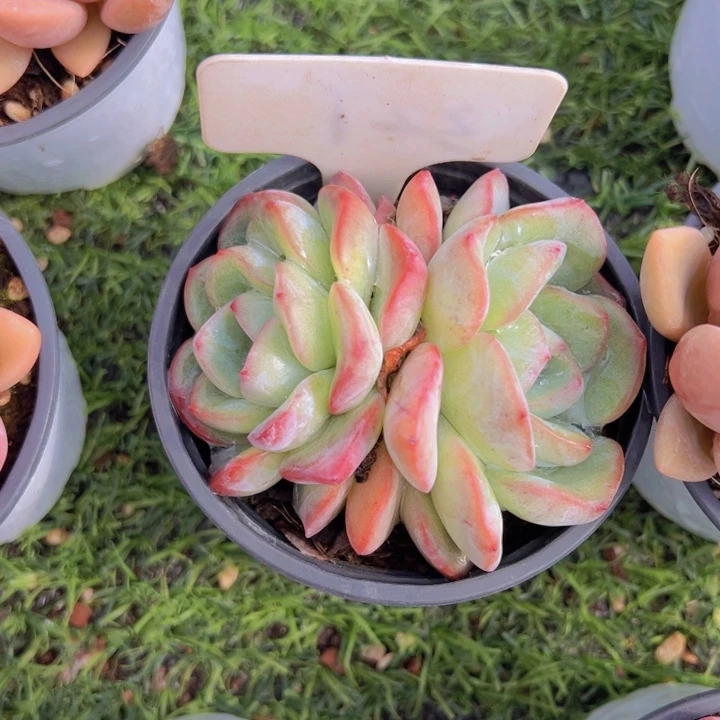 健健康康平平安安