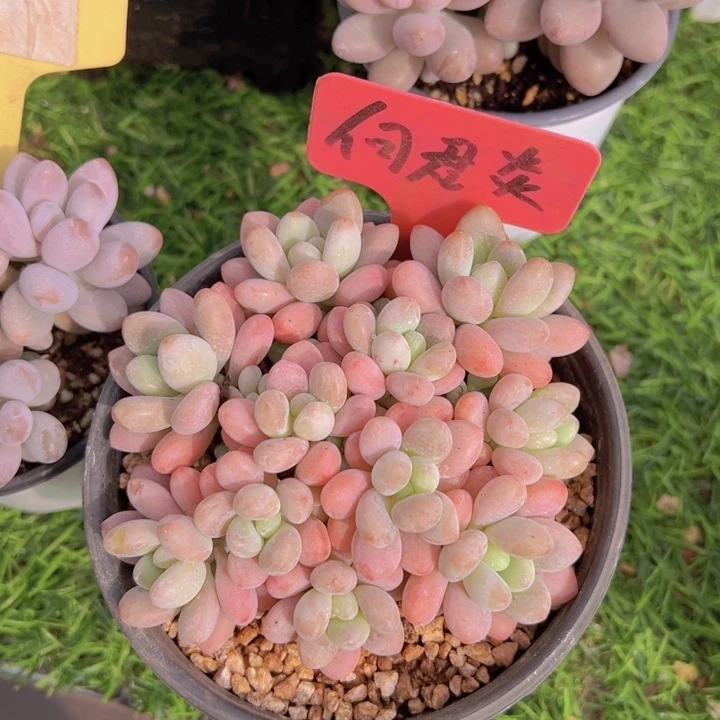 健健康康平平安安