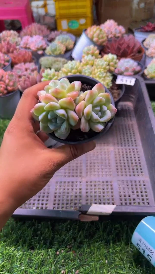 【闪购商品】多肉植物513