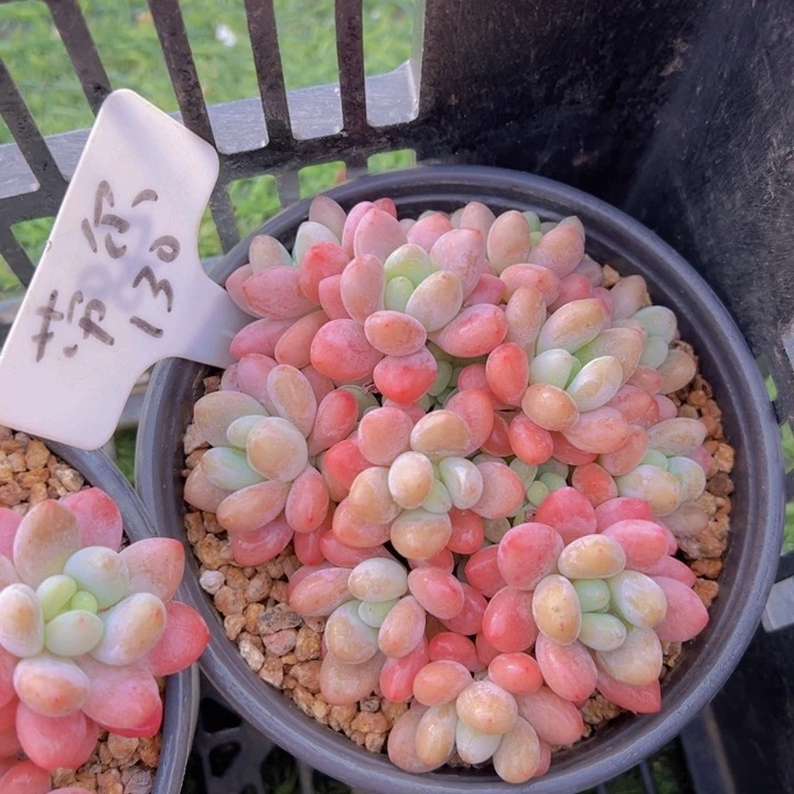 健健康康平平安安