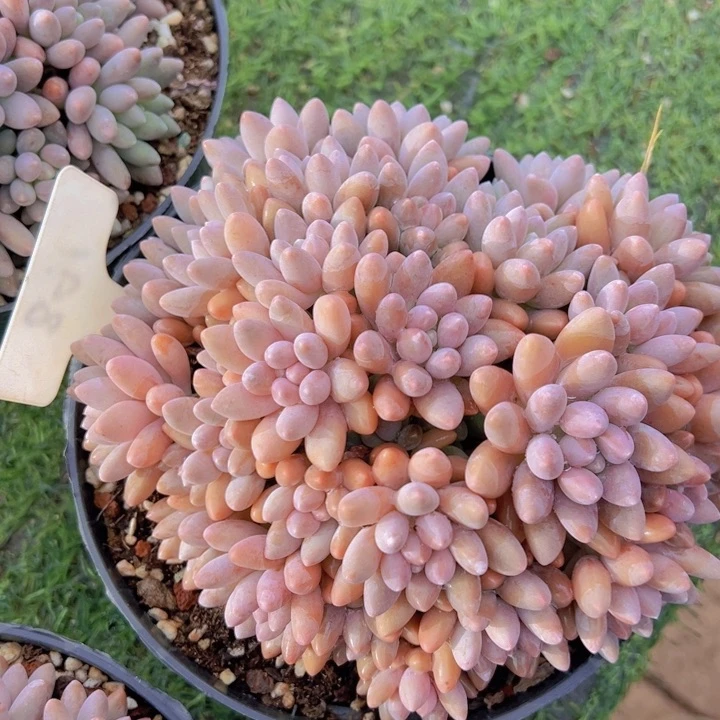 健健康康平平安安