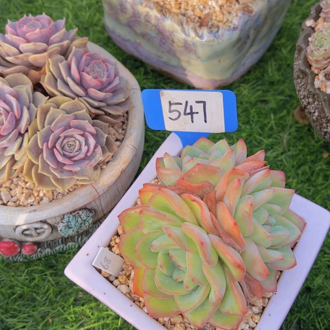 波****活洛可可的多肉植物