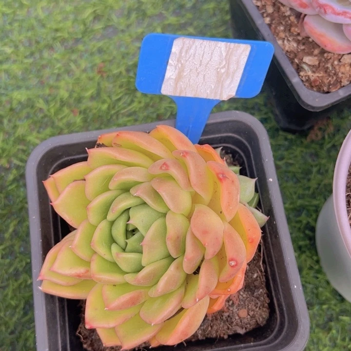 ?***?秉承多肉植物12345