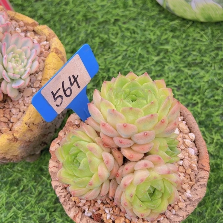 C**奈洛可可的多肉植物