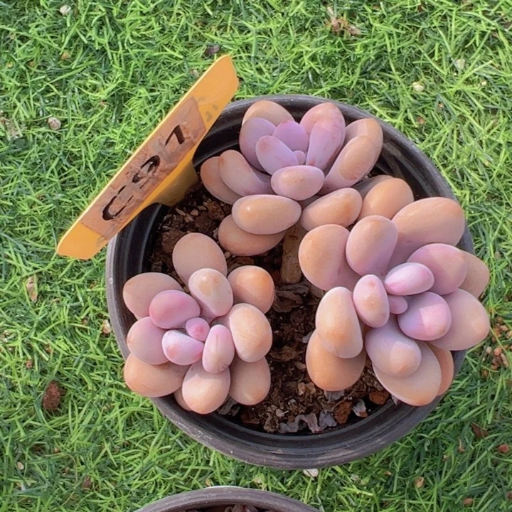 健健康康平平安安多肉植物