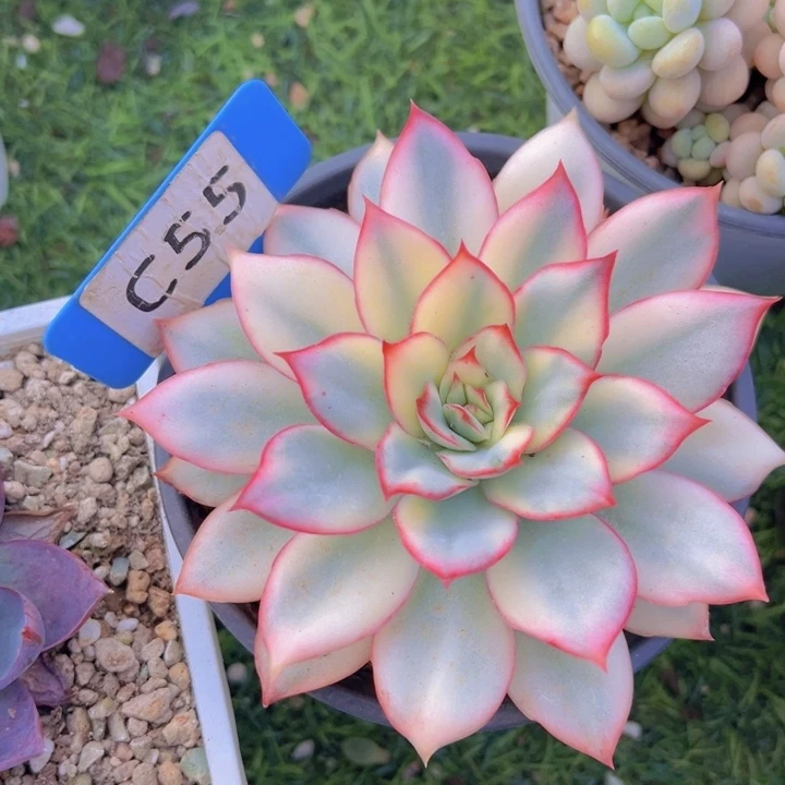 健健康康平平安安