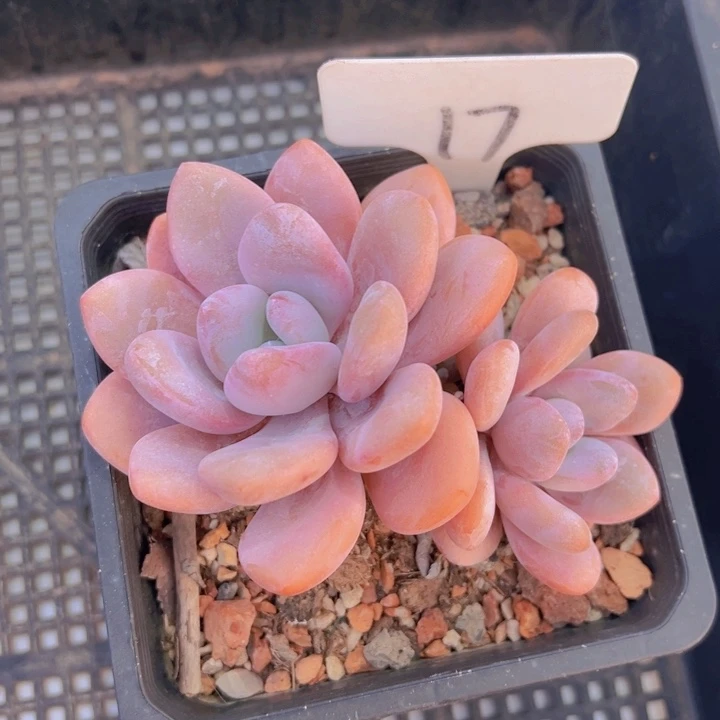 健健康康平平安安