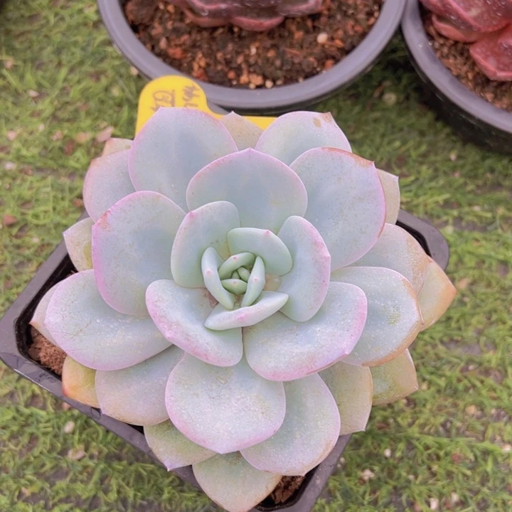 健健康康平平安安