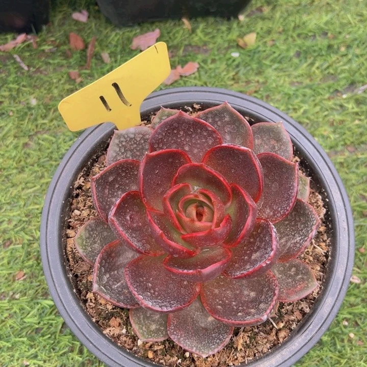 健健康康的就好了啊