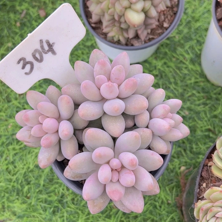 健健康康平平安安