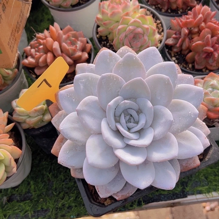 健健康康平平安安