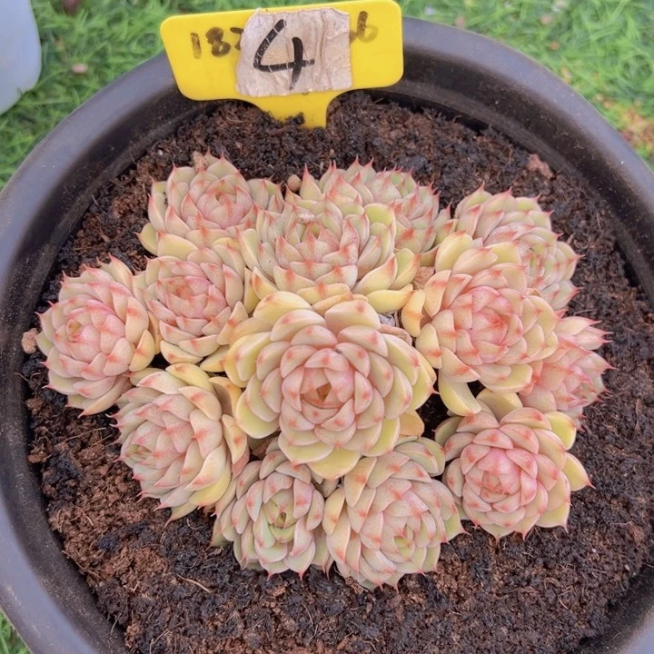 健健康康平平安安