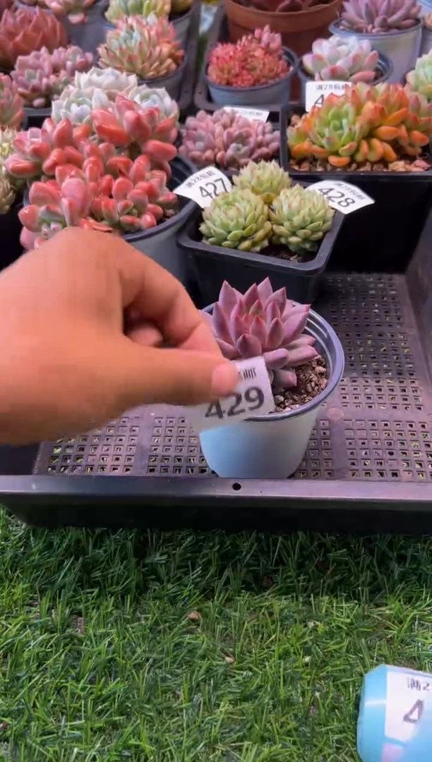【闪购商品】多肉植物429
