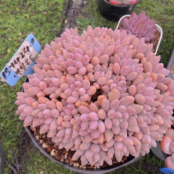 健健康康平平安安