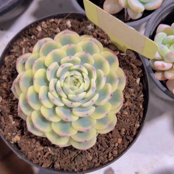 健健康康平平安安