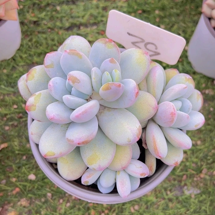 健健康康平平安安